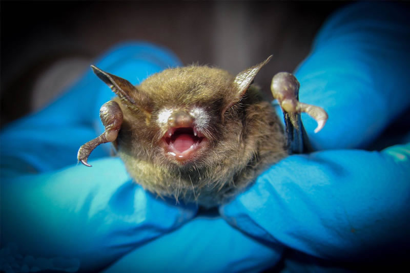 Diệt đuổi dơi v&agrave; khử m&ugrave;i ph&acirc;n dơi trong nh&agrave;