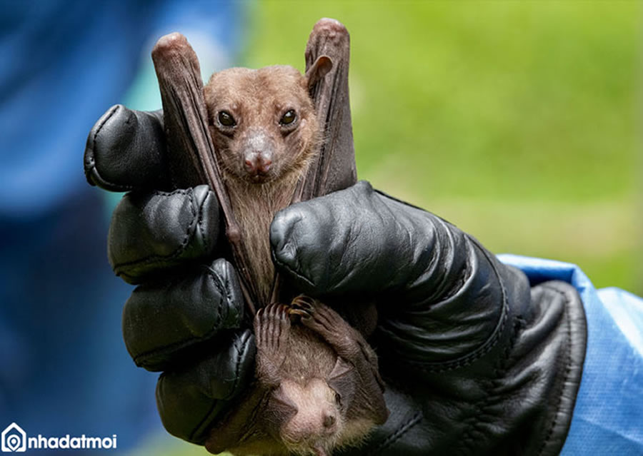 Diệt đuổi dơi v&agrave; khử m&ugrave;i ph&acirc;n dơi trong nh&agrave;