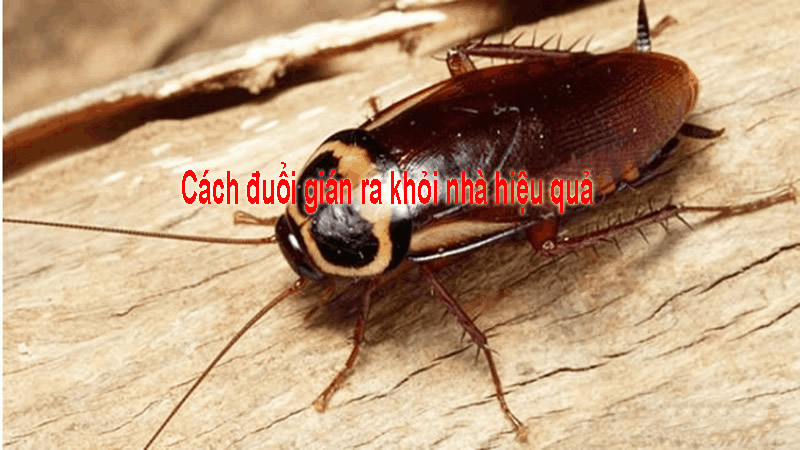 Cách đuổi gián ra khỏi nhà hiệu quả
