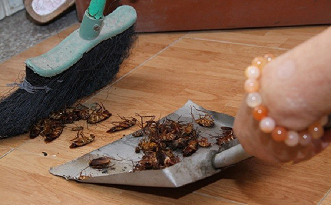 Cách diệt gián, đuổi gián nhanh chóng và hiệu quả nhất