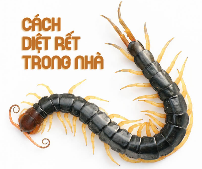 Diệt rết trong nh&agrave; hiệu quả TP Vinh Nghệ An