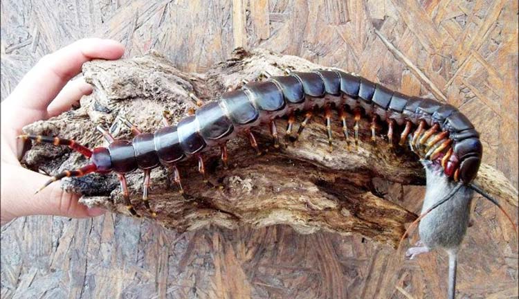 Diệt rết trong nh&agrave; hiệu quả TP Vinh Nghệ An