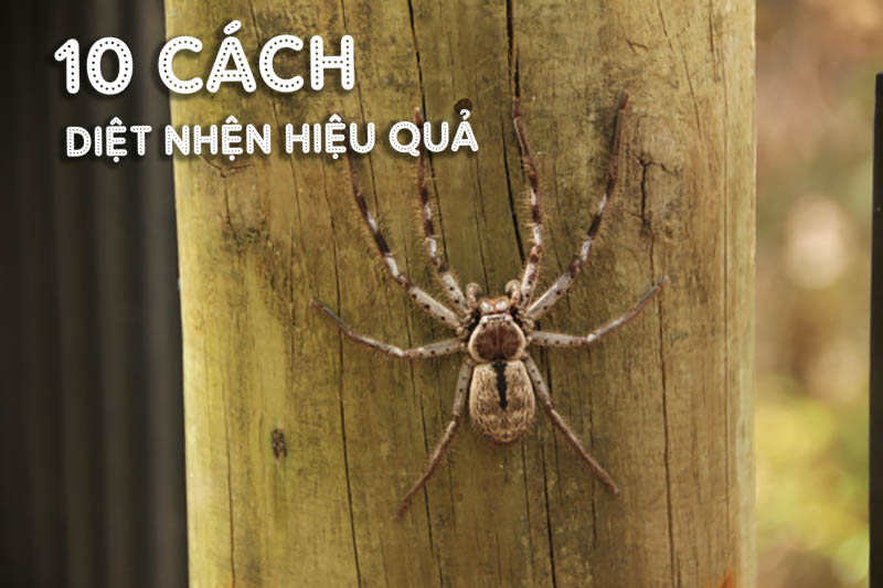 Nhện&nbsp;l&agrave; một trong những lo&agrave;i động vật c&oacute; thể xuất hiện ở bất cứ đ&acirc;u, c&oacute; thể trong nh&agrave; bạn, trong vườn, g&oacute;c kẹt,&hellip;ch&uacute;ng c&oacute; thể xuất hiện bất kỳ đ&acirc;u. Sự ph&aacute;t triển nhanh ch&oacute;ng của đ&ocirc; thị l&agrave; một trong những nguy&ecirc;n nh&acirc;n khiến ch&uacute;ng phải thay đổi m&ocirc;i trường sống v&agrave; tập tục kiếm ăn, từ những g&ograve; đất hoang